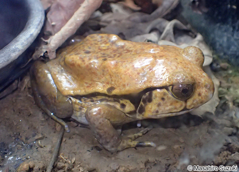 サビトマトガエル Dyscophus guineti