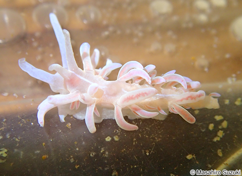 サガミミノウミウシ Phyllodesmium serratum