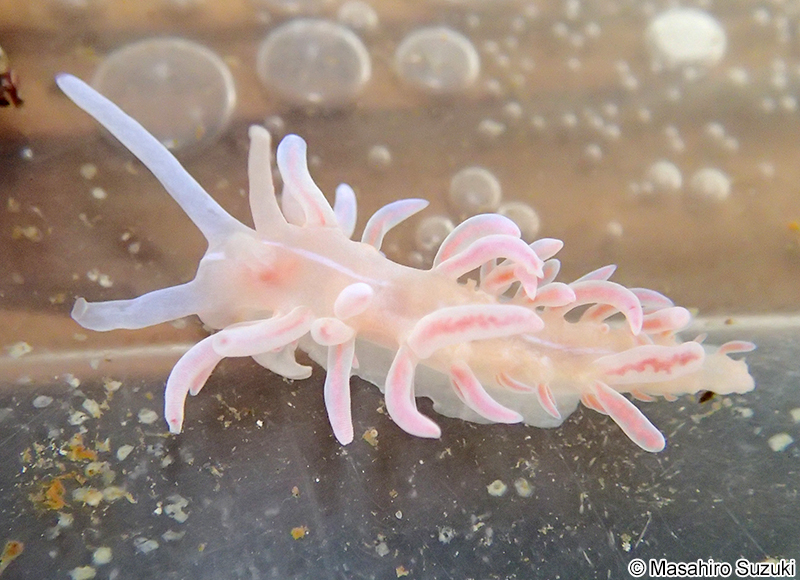 サガミミノウミウシ Phyllodesmium serratum