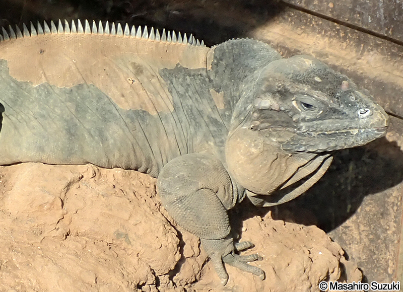 サイイグアナ Cyclura cornuta