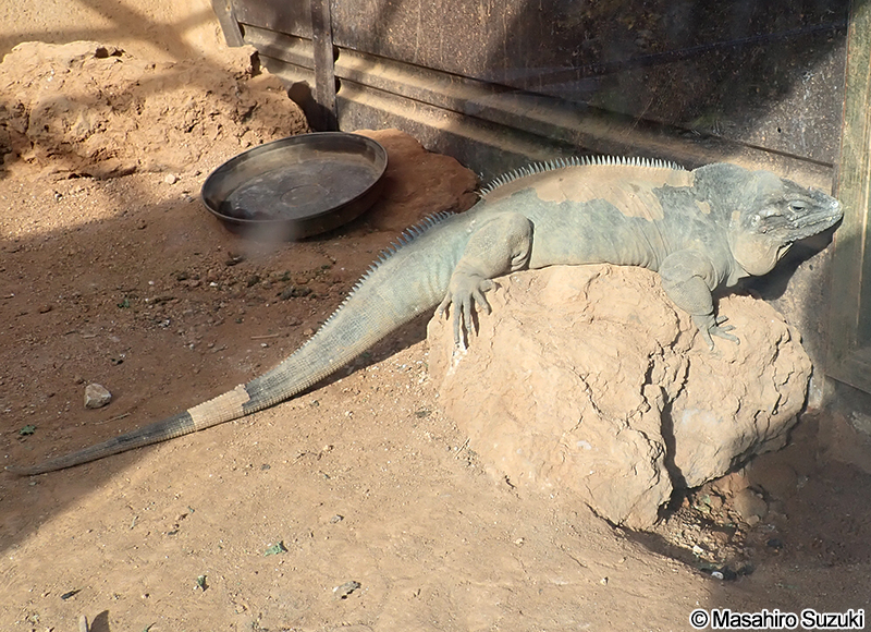 サイイグアナ Cyclura cornuta