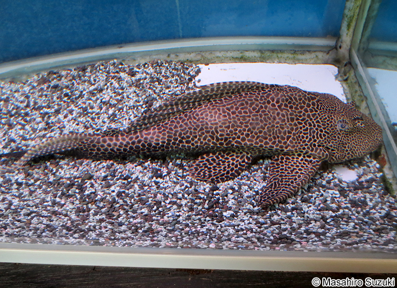 セイルフィンプレコ Pterygoplichthys gibbiceps