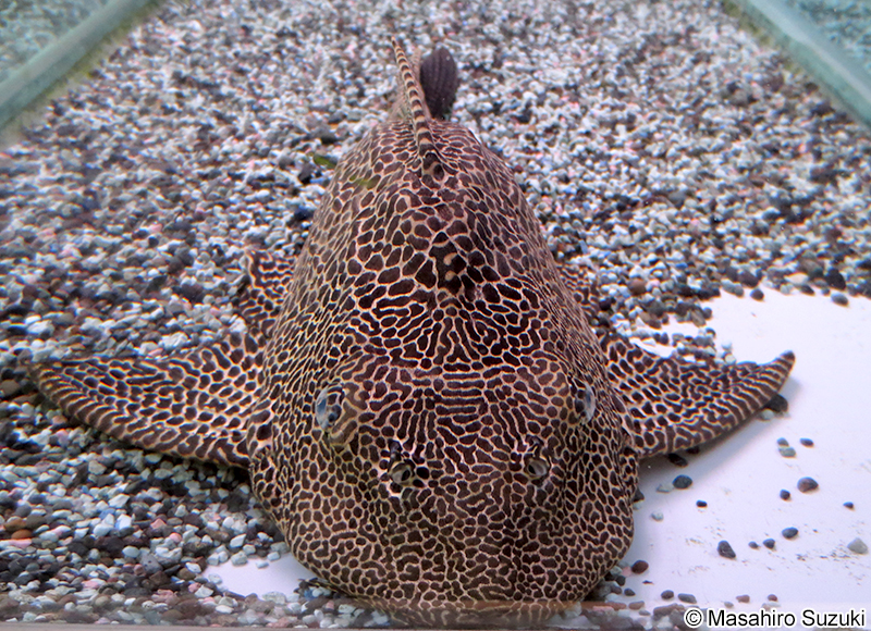 セイルフィンプレコ Pterygoplichthys gibbiceps