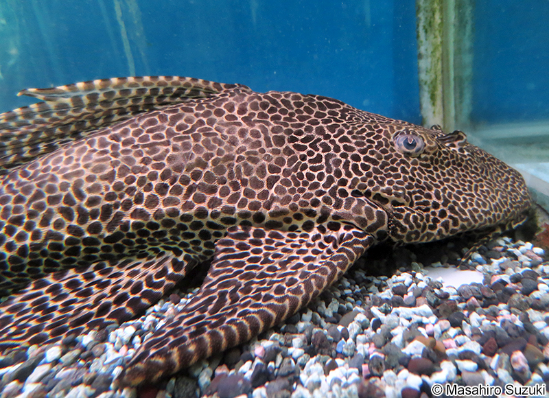 セイルフィンプレコ Pterygoplichthys gibbiceps