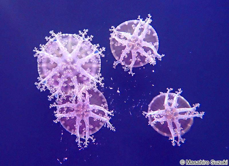 サカサクラゲ Cassiopea