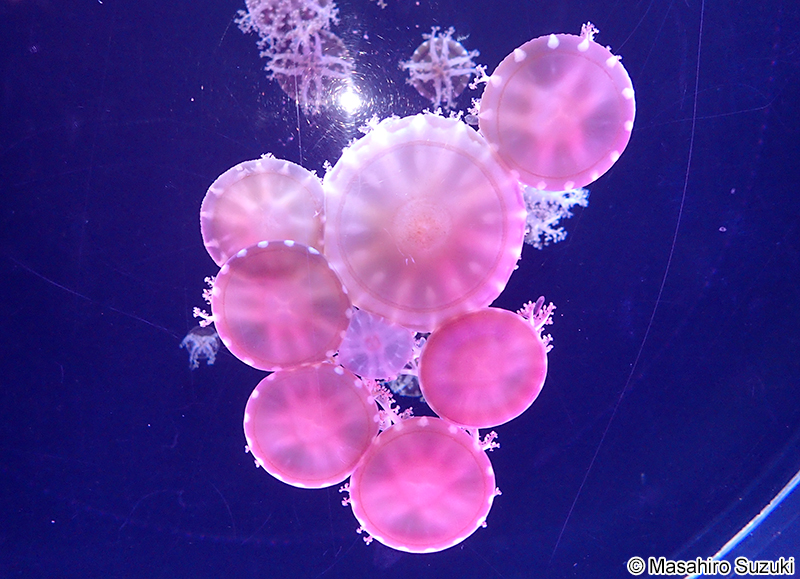 サカサクラゲ Cassiopea sp.