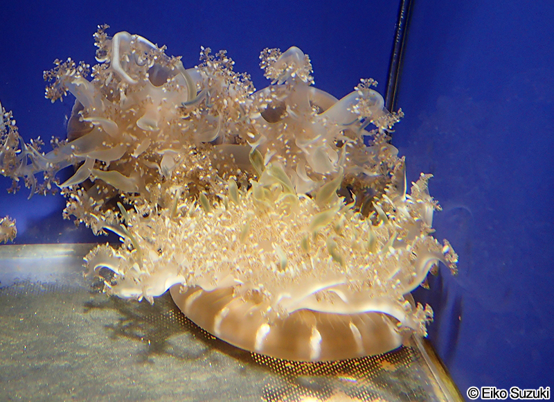 サカサクラゲ Cassiopea sp.