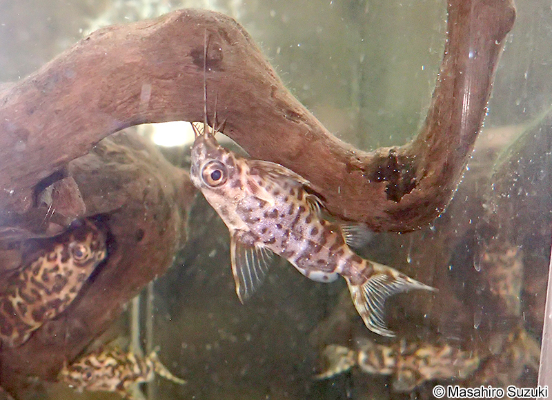 サカサナマズ Synodontis nigriventris