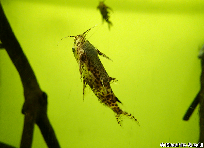 サカサナマズ Synodontis nigriventris