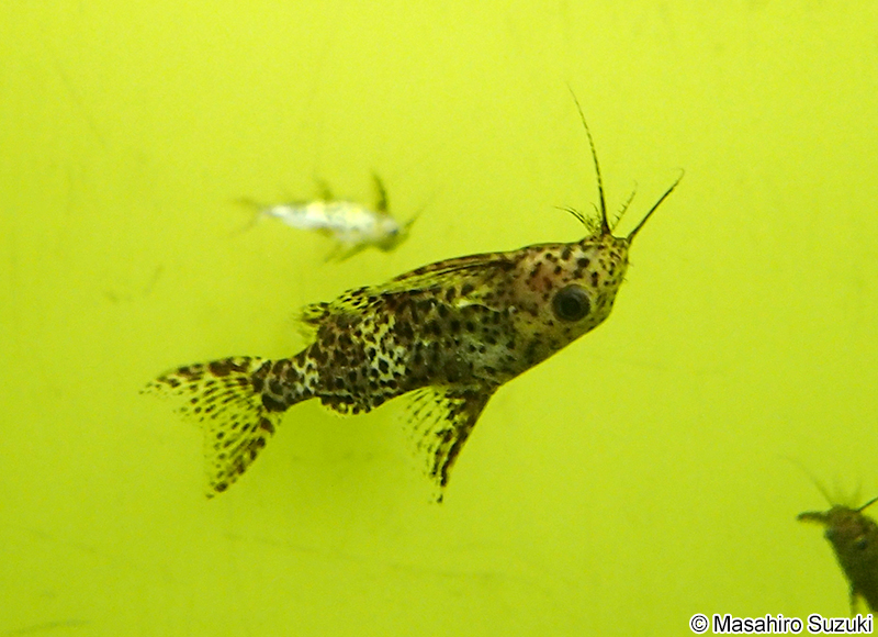 サカサナマズ Synodontis nigriventris