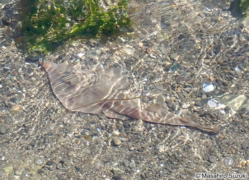 サカタザメ Rhinobatos schlegelii