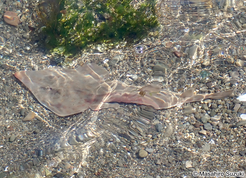 サカタザメ Rhinobatos schlegelii