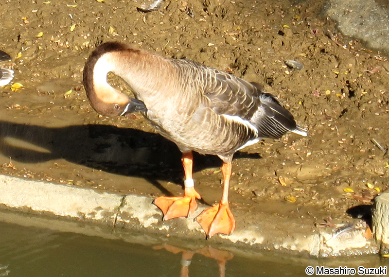 サカツラガン Anser cygnoides