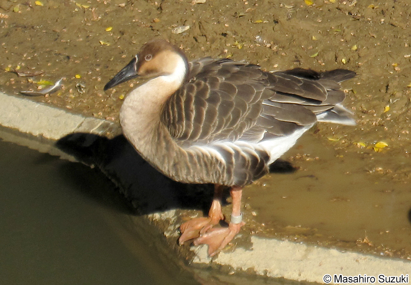 サカツラガン Anser cygnoides
