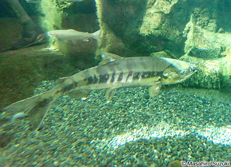 サケ Oncorhynchus keta