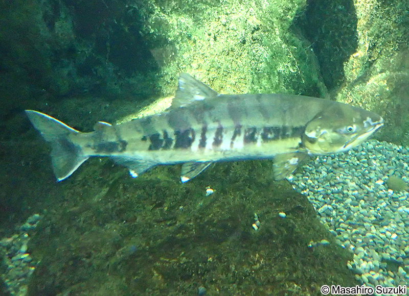 サケ Oncorhynchus keta