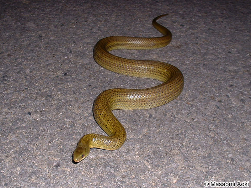 サキシマアオヘビ Cyclophiops herminae