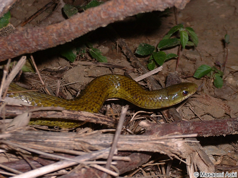 サキシマアオヘビ Cyclophiops herminae