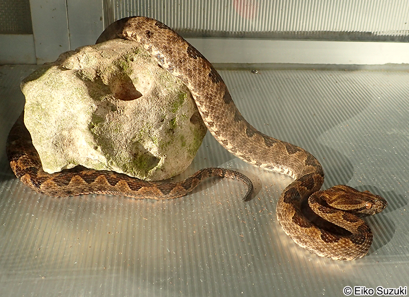 サキシマハブ Protobothrops elegans