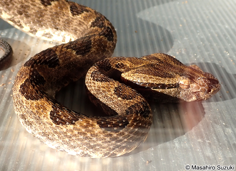 サキシマハブ Protobothrops elegans