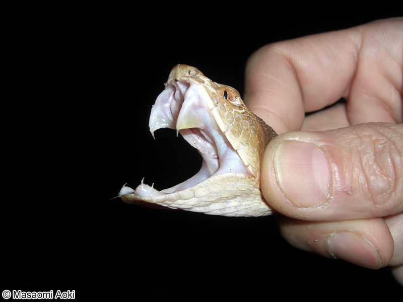サキシマハブ Protobothrops elegans