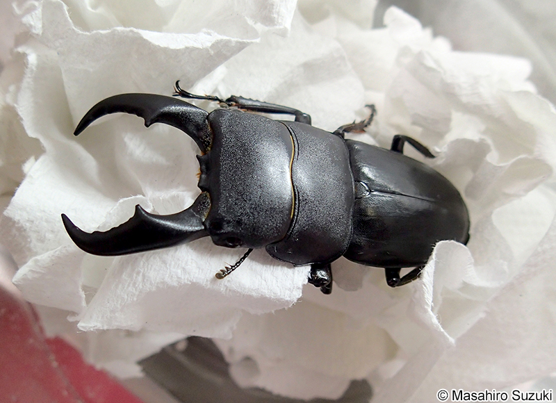 サキシマヒラタクワガタ Dorcus titanus sakishimanus