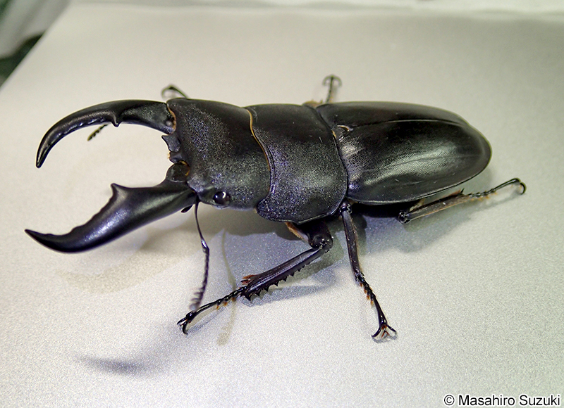 サキシマヒラタクワガタ Dorcus titanus sakishimanus