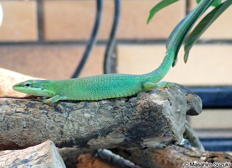 サキシマカナヘビ Takydromus dorsalis
