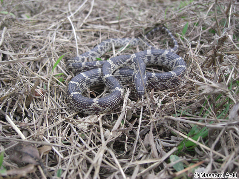 サキシママダラ Lycodon rufozonatus walli