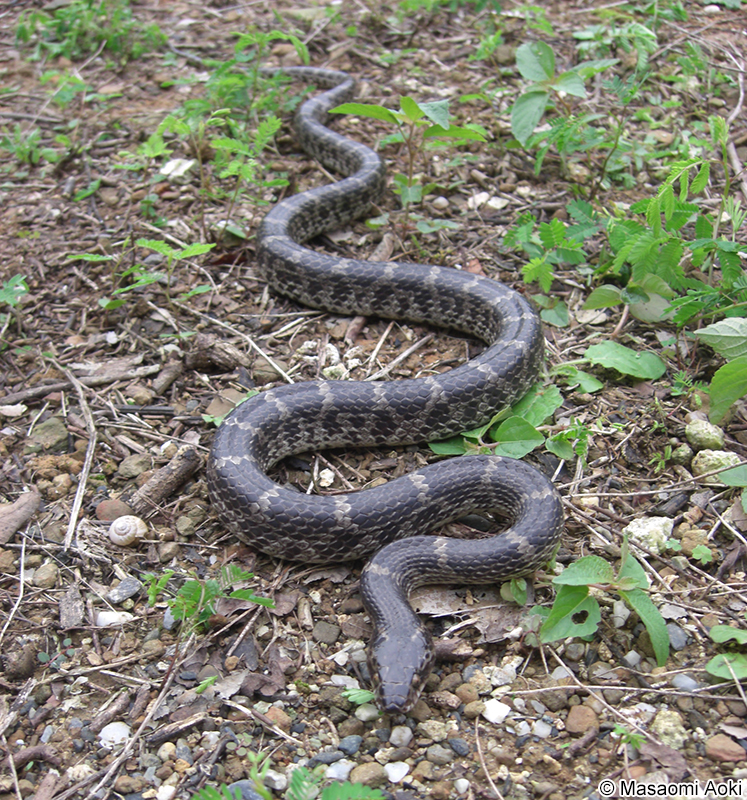 サキシママダラ Lycodon rufozonatus walli