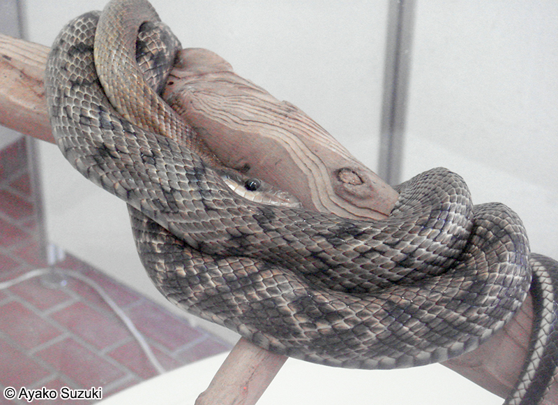 サキシマスジオ Elaphe taeniura schmackeri