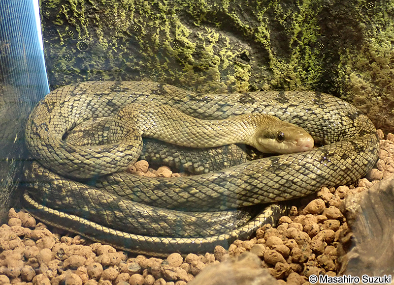 サキシマスジオ Elaphe taeniura schmackeri