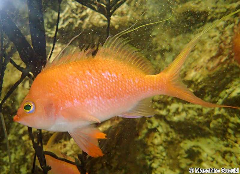 サクラダイ Sacura margaritacea