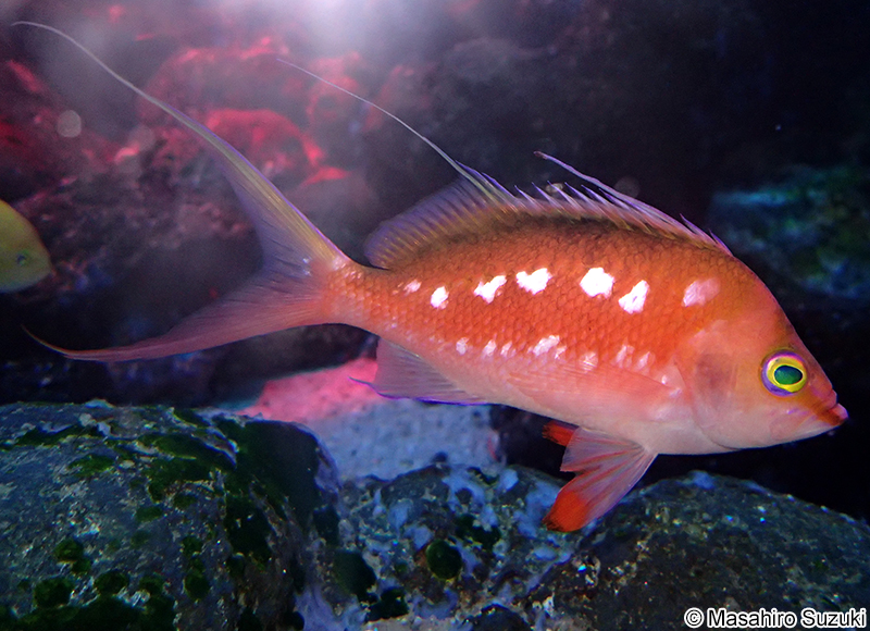 サクラダイ Sacura margaritacea