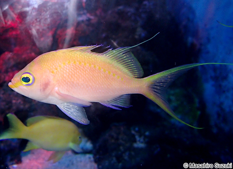 サクラダイ Sacura margaritacea