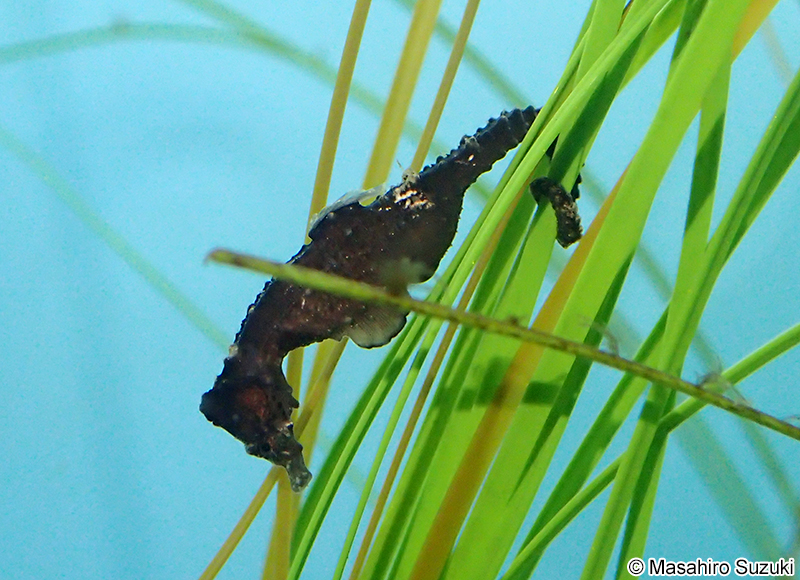 サンゴタツ Hippocampus mohnikei