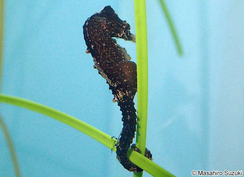 サンゴタツ Hippocampus mohnikei