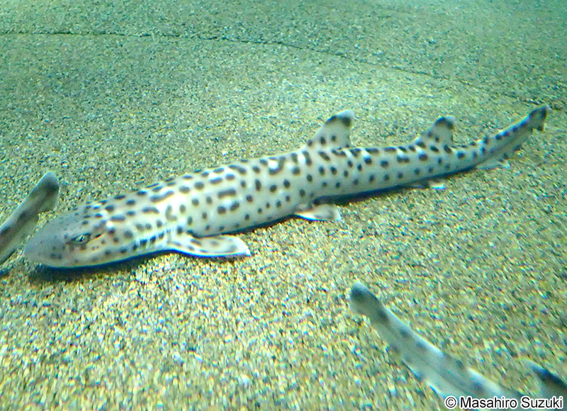 サンゴトラザメ Atelomycterus marmoratus