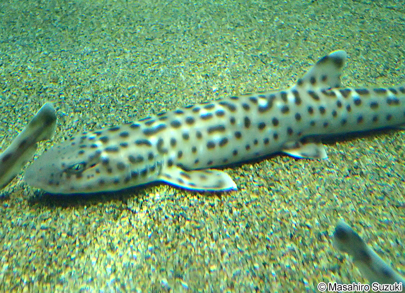 サンゴトラザメ Atelomycterus marmoratus