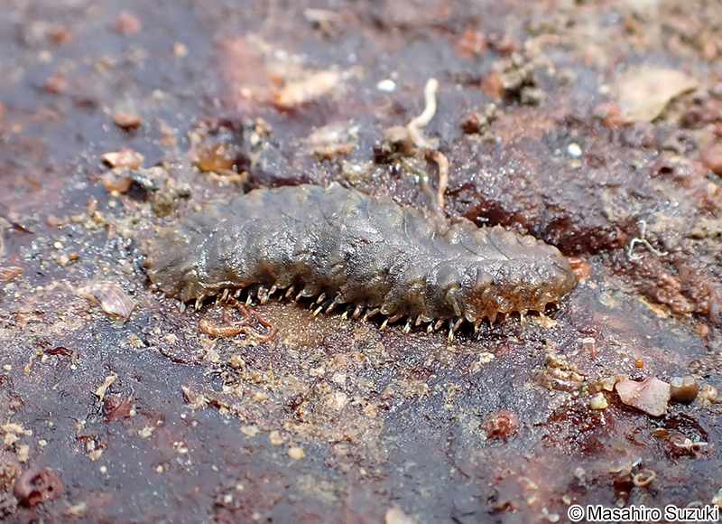 サンハチウロコムシ Hermilepidonotus robustus
