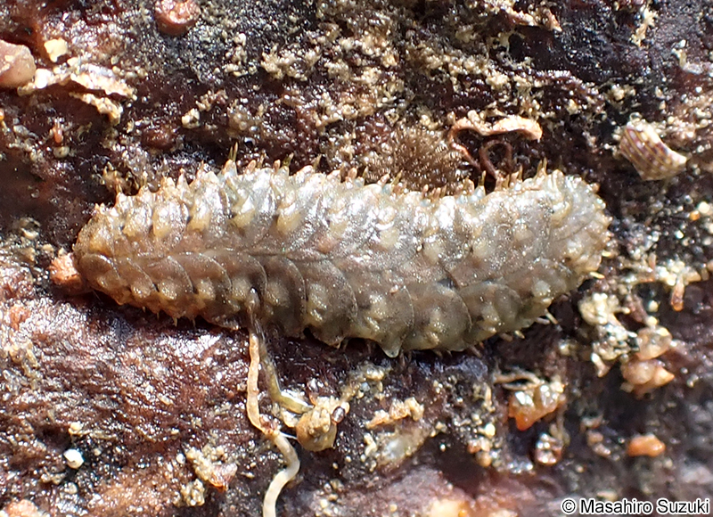 サンハチウロコムシ Hermilepidonotus robustus