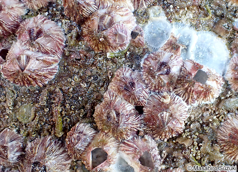 サンカクフジツボ Balanus trigonus