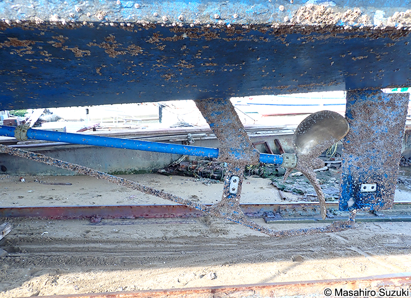 サンカクフジツボ Balanus trigonus