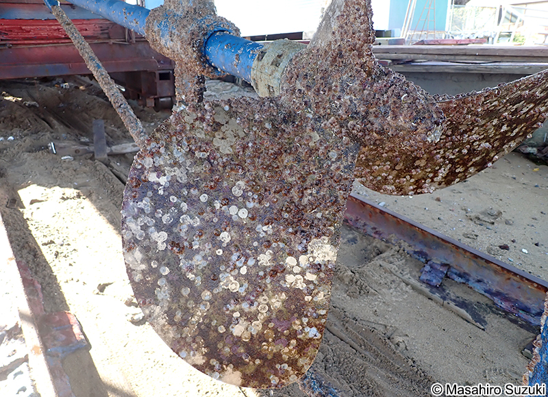 サンカクフジツボ Balanus trigonus