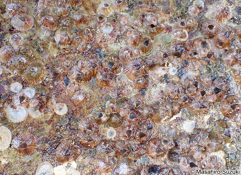 サンカクフジツボ Balanus trigonus