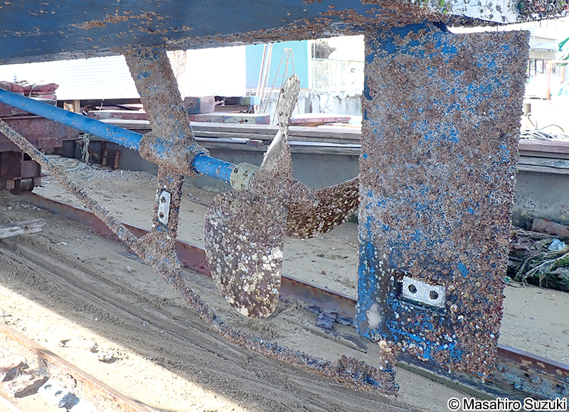 サンカクフジツボ Balanus trigonus