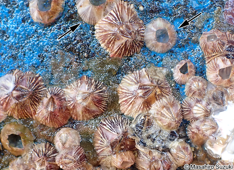 サンカクフジツボ Balanus trigonus