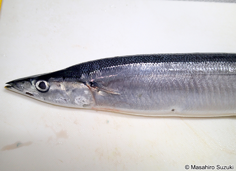 サンマ Cololabis saira