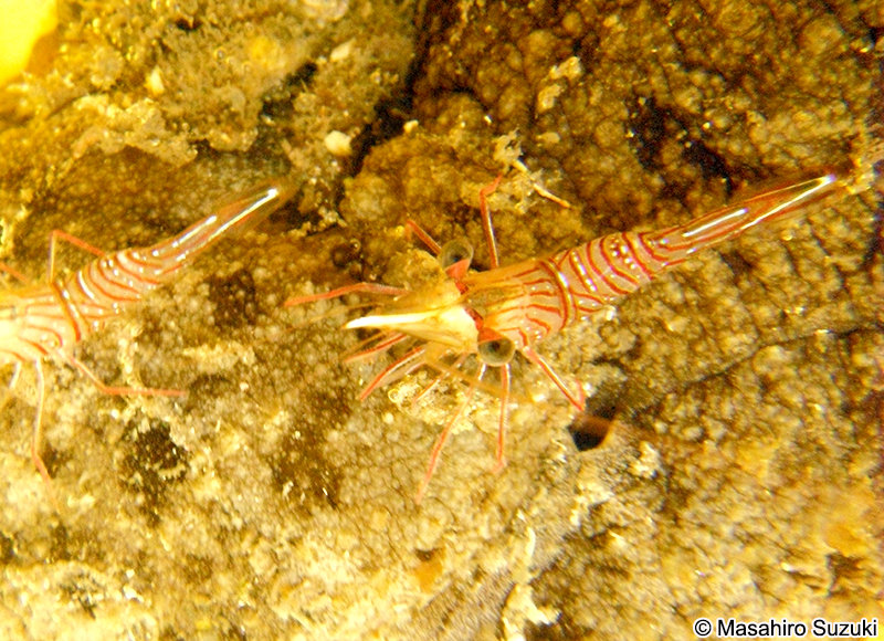 サラサエビ Rhynchocinetes uritai