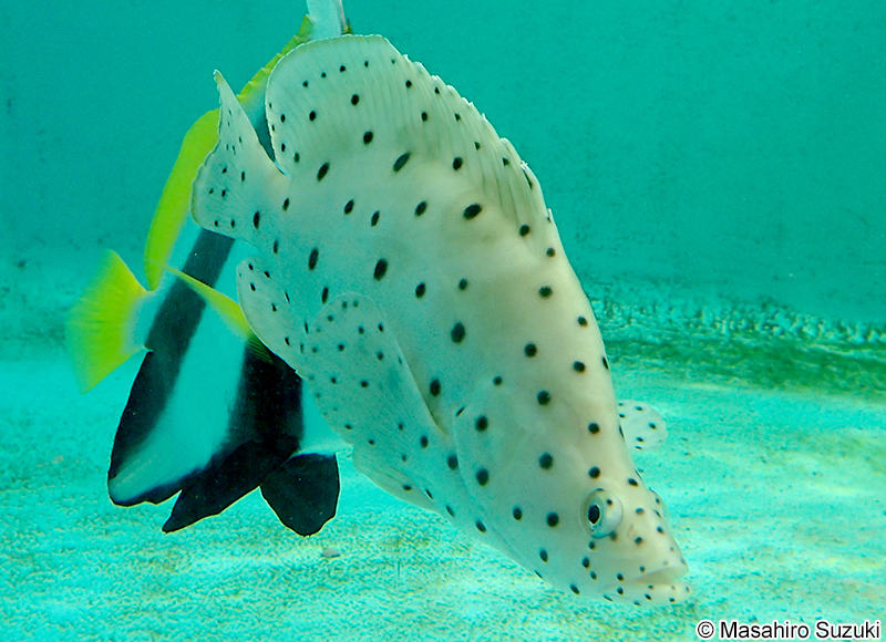 サラサハタ Cromileptes altivelis